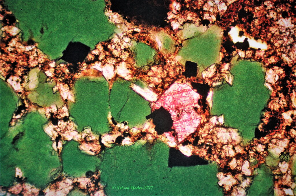 Detrital fragments of glauconite (green) in argillaceous, calcareous (stained red with alizarin red S), siliciclastic sand, with pyrite crystals (black) (under plane polarized light) (PPL). 
