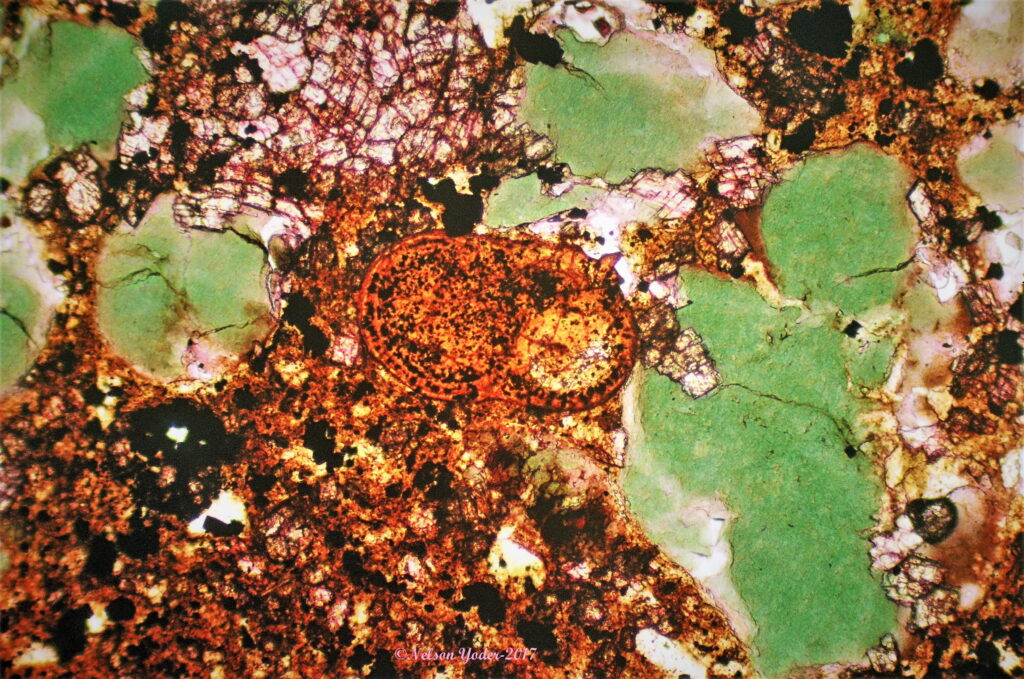 Detrital fragments of glauconite (green) in argillaceous, calcareous (stained red with alizarin red S), siliciclastic sand, with pyrite crystals (black) (under plane polarized light) (PPL).  Note the plant seed in the center of photo.