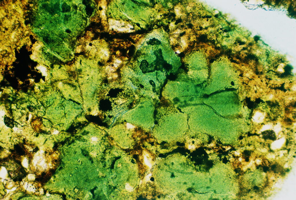 Argillaceous, glauconite (green) sand, with pyrite (black), and numerous detrital fragments of glauconite  (PPL).